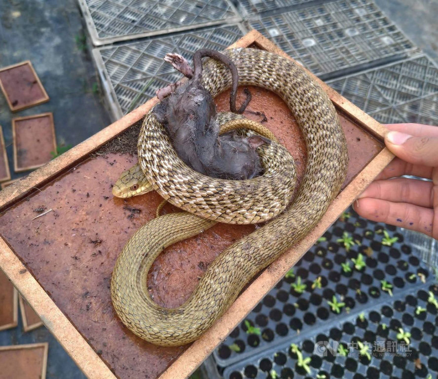 嘉義大學兩棲爬蟲研究社是由一群關注爬蟲、動物保育的學生組成,曾協助闖入民宅、受困於黏鼠板上的蛇類脫困,同時提供救傷與醫療服務。(嘉義大學提供)中央社記者江俊亮傳真 108年3月15日