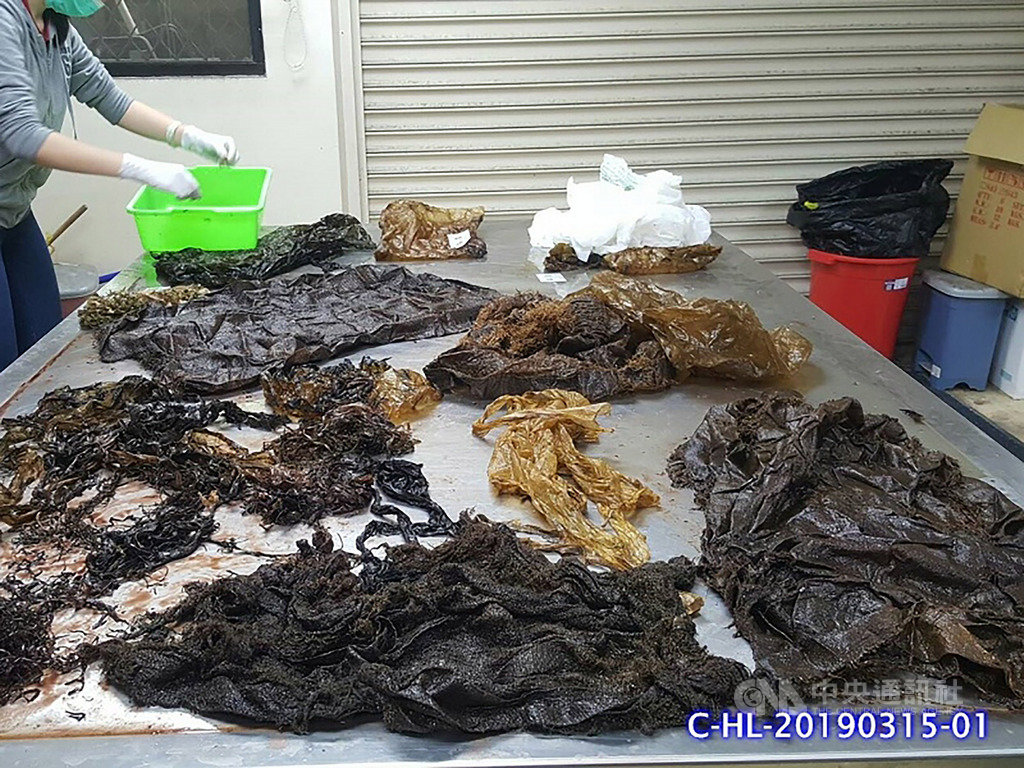 花東海邊15日發現一頭擱淺死亡的雌性柯氏喙鯨,身長565公分,經解剖在胃中發現大量塑膠垃圾,更令人心疼的是,母鯨還懷有一隻達165公分的胎兒。(海保署提供)中央社記者盧太城台東傳真 108年3月20日