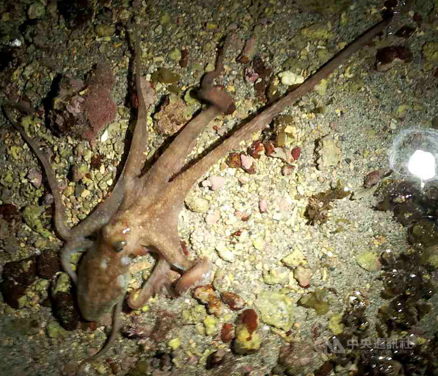澎湖縣政府農漁局表示,章魚是夜行性底棲生物,產季為每年元宵節至農曆3月23日左右,因此最近澎湖潮間帶晚間至清晨退潮時段,可見許多漁民下海抓捕章魚。中央社 108年3月20日