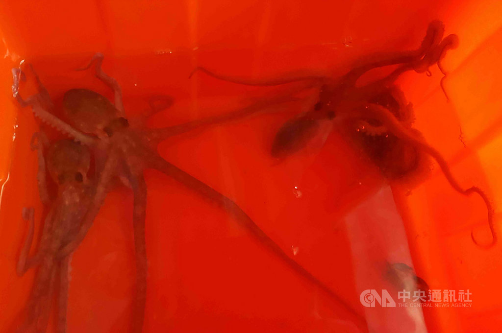 章魚產季在每年元宵節過後至農曆3月23日左右,因此不少澎湖漁民最近開始下海捕捉章魚,部分漁民會將抓捕到的章魚飼養著,以便之後賣到更好的價錢。中央社 108年3月20日