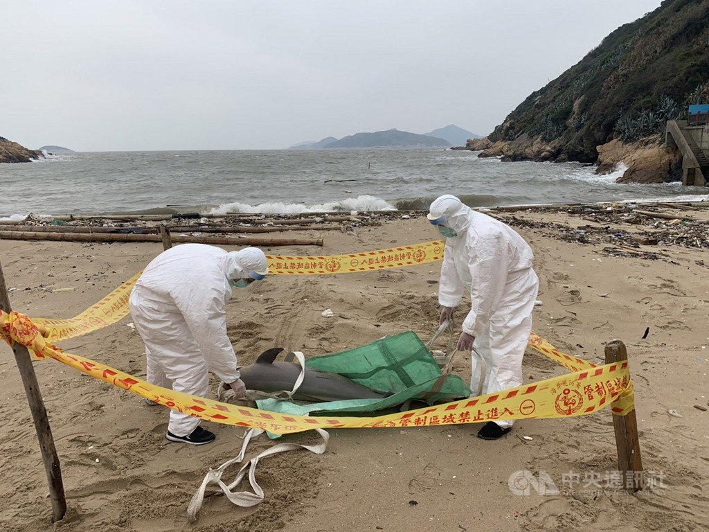 海巡署金馬澎分署岸巡隊24日上午在南竿復興灘岸發現一隻死亡海豚,在拍照存證後,隨即將海豚屍體就地掩埋。(馬祖岸巡隊提供)中央社 108年3月24日