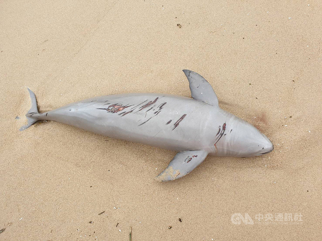 海巡署金馬澎分署岸巡隊24日在南竿復興灘岸發現一隻死亡海豚,經連江縣政府研判為露脊鼠海豚,長度約130公分、寬度約50公分,已將海豚屍體就地掩埋。(馬祖岸巡隊提供)中央社 108年3月24日
