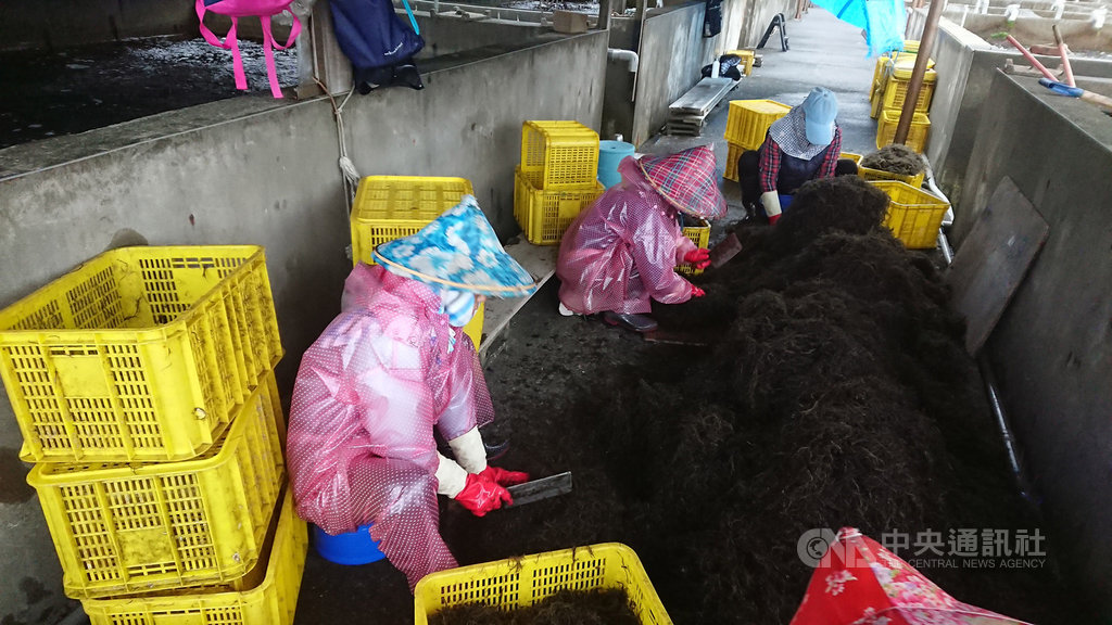新北市貢寮海洋資源復育園區持續繁殖復育九孔,飼育員定時投餵九孔最喜歡吃的龍鬚菜,並清洗育苗池維持環境清潔,讓九孔得以健康長大。(新北市漁業處提供)中央社記者黃旭昇新北市傳真 108年4月6日