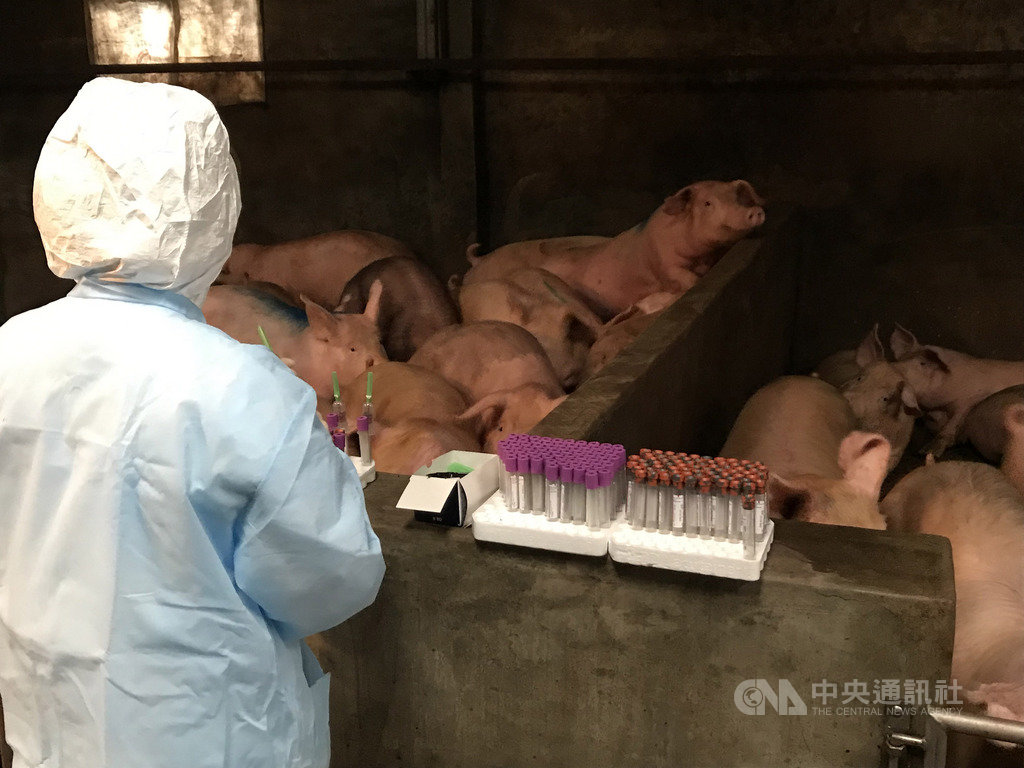 馬祖海漂大陸死亡豬隻確認驗出非洲豬瘟病毒,農業科技研究院會同連江縣政府11日對確診病例半徑3公里內養豬場的豬隻做抽血檢驗。(連江縣政府產發處)中央社 108年4月11日