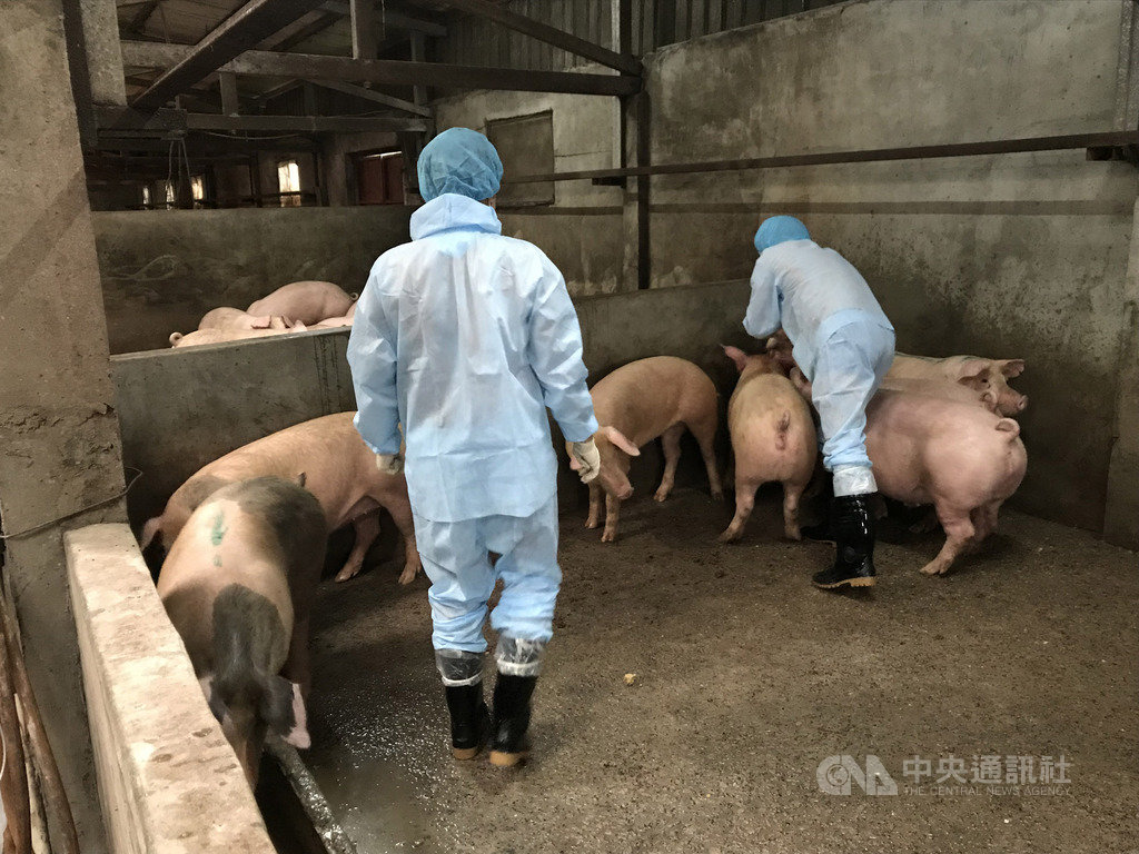 連江縣南竿海漂死豬驗出非洲豬瘟病毒,農業科技研究院11日會同連江縣政府對確診病例半徑3公里內養豬場的豬隻做抽血檢驗,待確認豬隻沒有感染非洲豬瘟病毒後,才會解除豬肉輸台禁令。(連江縣政府產發處)中央社 108年4月11日