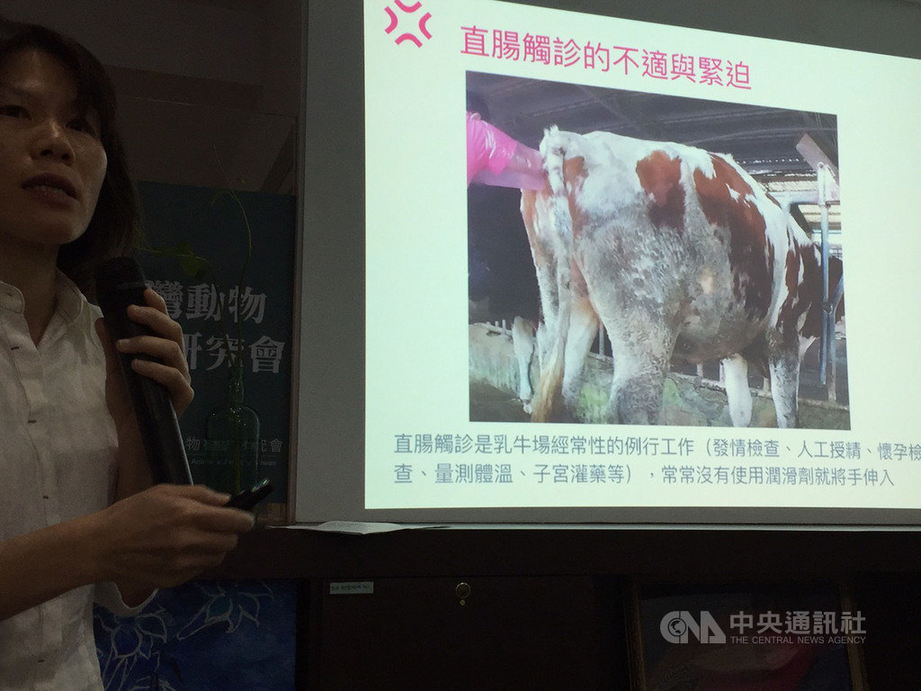 台灣動物社會研究會18日公布台灣乳牛面臨5大痛苦指標調查結果,拍攝到有業者為了確認乳牛是否懷孕進行直腸觸診時,不僅沒用潤滑劑,竟撿地上糞便替代塞入。中央社記者楊淑閔攝 108年4月18日