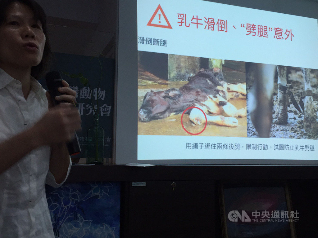 台灣動物社會研究會18日公布台灣乳牛面臨5大痛苦指標調查結果,發現當乳牛滑倒、劈腿不起時,有業者甚至放任自生自滅、不餵食。中央社記者楊淑閔攝 108年4月18日
