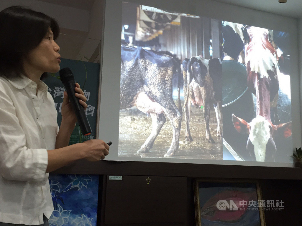 台灣動物社會研究會18日公布台灣乳牛面臨5大痛苦指標調查結果,指出乳牛無法補充充足營養,因而消瘦脊骨露出,為5大痛苦指標之1的「負能量平衡」現象,易生疾病。中央社記者楊淑閔攝 108年4月18日