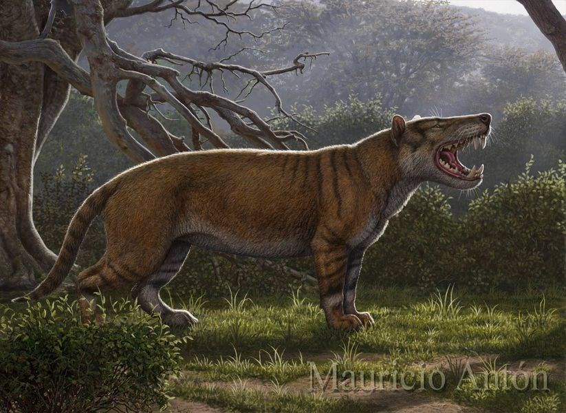古生物學家17日表示,挖出名為Simbakubwa kutokaafrika(班圖語,非洲巨獅之意)的新物種下顎、牙齒與部分骨骼,可能是史上最大肉食哺乳類動物之一。(圖取自facebook.com/mauricio.anton.3)