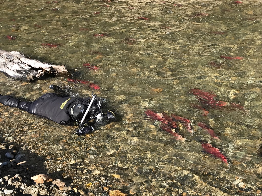 台灣水下攝影師吳永森為捕捉太平洋紅鮭的照片,在加拿大冰冷溪水中趴了近30個小時。(吳永森提供)中央社記者戴雅真倫敦傳真 108年4月21日