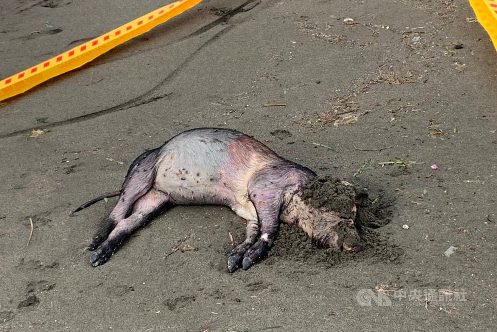海巡署北部分署第八岸巡隊21日獲報,在竹圍漁港南堤沙灘發現一具豬屍,已由桃園市政府動物保護處帶回化驗,確認是否感染非洲豬瘟,呼籲民眾若發現死亡豬隻,請撥打118免付費服務專線通報。(海巡署提供)中央社記者吳睿騏桃園傳真 108年4月21日