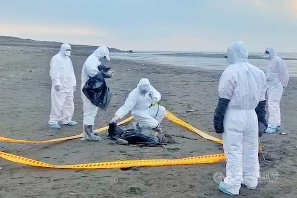 海巡署北部分署第八岸巡隊21日下午獲報,在竹圍漁港南堤沙灘發現一具豬屍,立即派員到場拉起封鎖線消毒,並通知桃園市政府動物保護處帶回化驗。(海巡署提供)中央社記者吳睿騏桃園傳真 108年4月21日