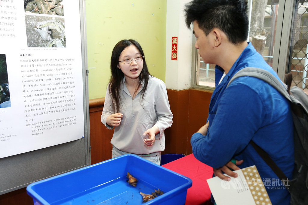 嘉義大學26日舉辦技術媒合發表會,其中「香螺之人工繁殖與幼苗養殖技術」除了可穩定產量與品質外,還可紓解野生香螺被採集的壓力,備受矚目。(嘉義大學提供)中央社記者江俊亮傳真 108年4月26日