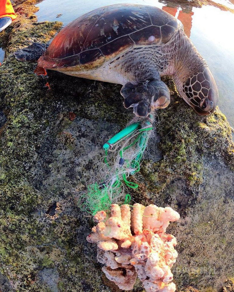 台東縣綠島鄉柴口海邊25日一隻綠蠵龜擱淺死亡,右前肢被漁網纏繞多年,民眾發現後立即通報海洋委員會海巡署東部分署第一三岸巡隊南寮安檢所。(賴廷韋提供)中央社記者盧太城台東傳真 108年4月26日