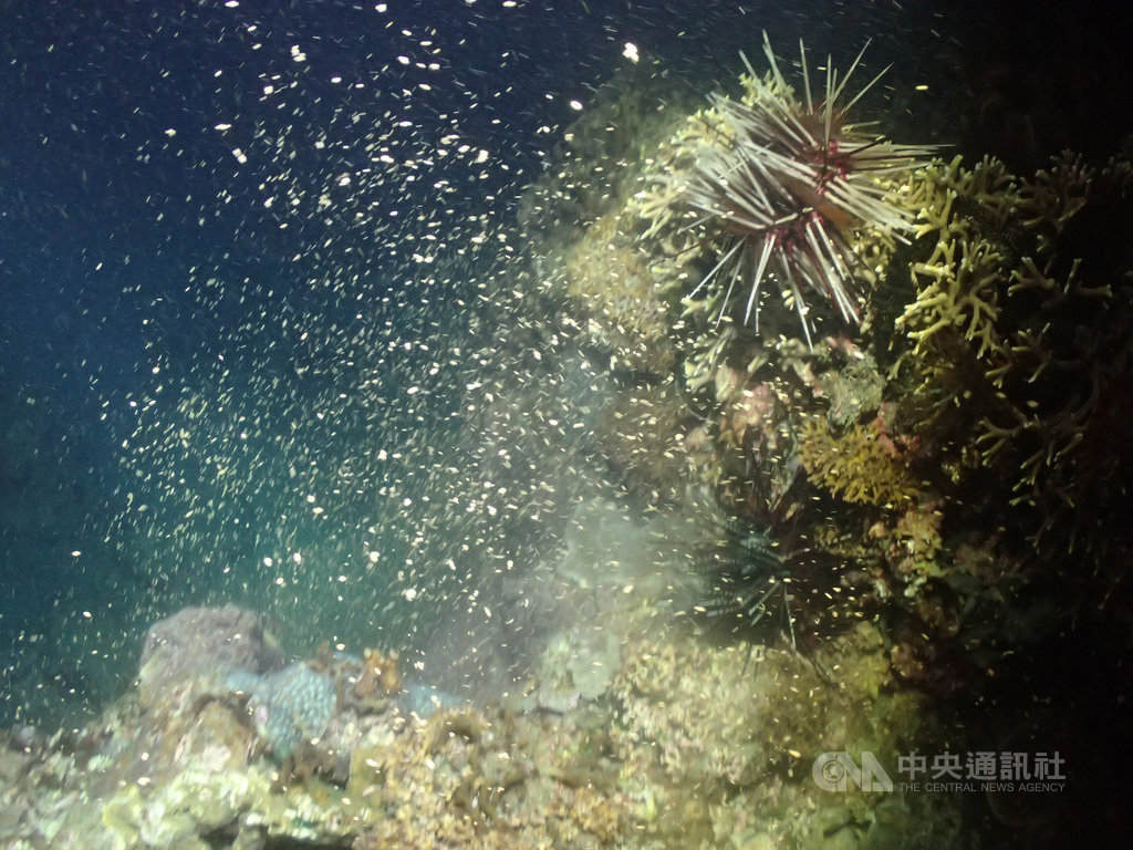 中研院生物多樣性研究中心進行基翬海岸珊瑚礁群聚長期生態研究,首次記錄到東海岸珊瑚礁集體產卵的壯觀景象。圖為大量釋放精卵束的粗糙片棘珊瑚。(陳昭倫提供)中央社記者吳欣紜傳真 108年4月29日