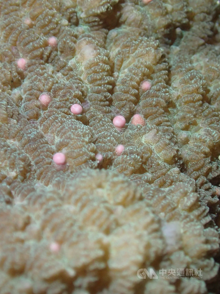 中研院生物多樣性研究中心進駐台東縣成功鎮,進行基翬海岸珊瑚礁群聚長期生態研究,首次記錄到東海岸珊瑚礁集體產卵的壯觀景象。圖為含苞待放精卵束的紋柱珊瑚。(郭兆揚提供)中央社記者吳欣紜傳真 108年4月29日