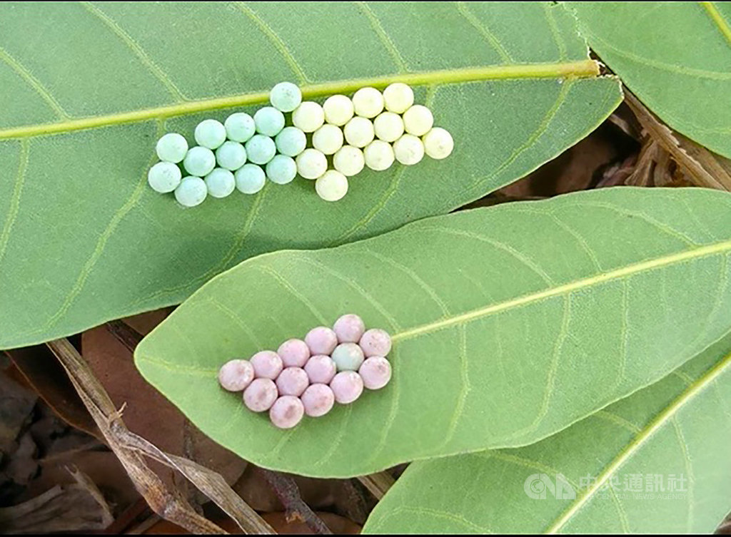 防治害蟲荔枝椿象 蟲卵收購價每片增至5元 | 生活 | 中央社 CNA