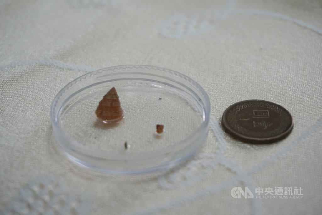 長期觀察並記錄金門潮間帶物種洪清漳,2日發表全球新物種「金門鐘螺」,金門鐘螺外殼堅固且呈金字塔形,最高可達8毫米、殼高等於直徑。中央社記者黃慧敏攝 108年5月2日