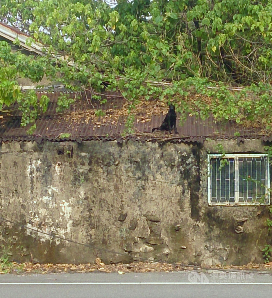 一隻流浪黑犬受困屏東鄉下老房子屋頂逾一週,所幸及時獲救,否則可能中暑或脫水死亡。(台灣動物緊急救援小組提供)中央社記者陳朝福傳真 108年5月3日