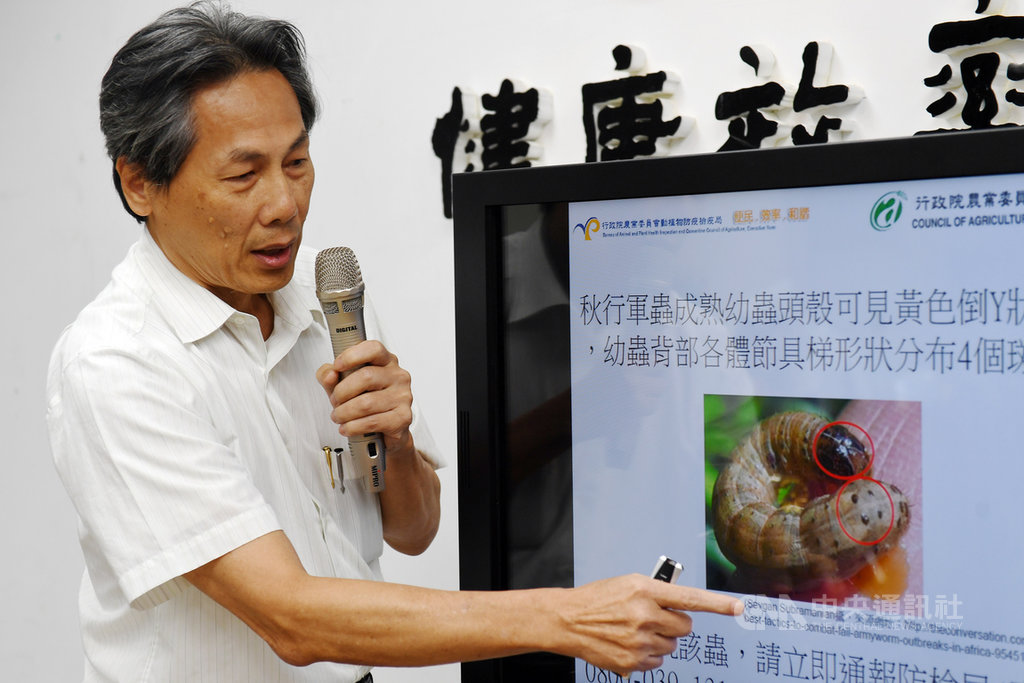 農委會13日指出,繁殖力強的秋行軍蟲已進入中國,台灣已加強邊境、境內監測。防檢局長馮海東(圖)指出,秋行軍蟲幼蟲的特徵為頭部有倒Y型紋路,每一節身軀有4個斑點,若民眾發現可撥打專線通報。中央社記者施宗暉攝 108年5月13日