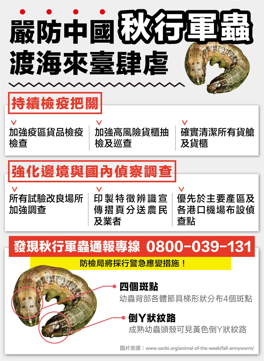 農委會防檢局指出,秋行軍蟲是聯合國糧農組織全球預警的農業害蟲,寄主範圍廣達76科、353種作物,主要危害玉米、水稻等。(圖取自facebook.com/ChiChung.agri)