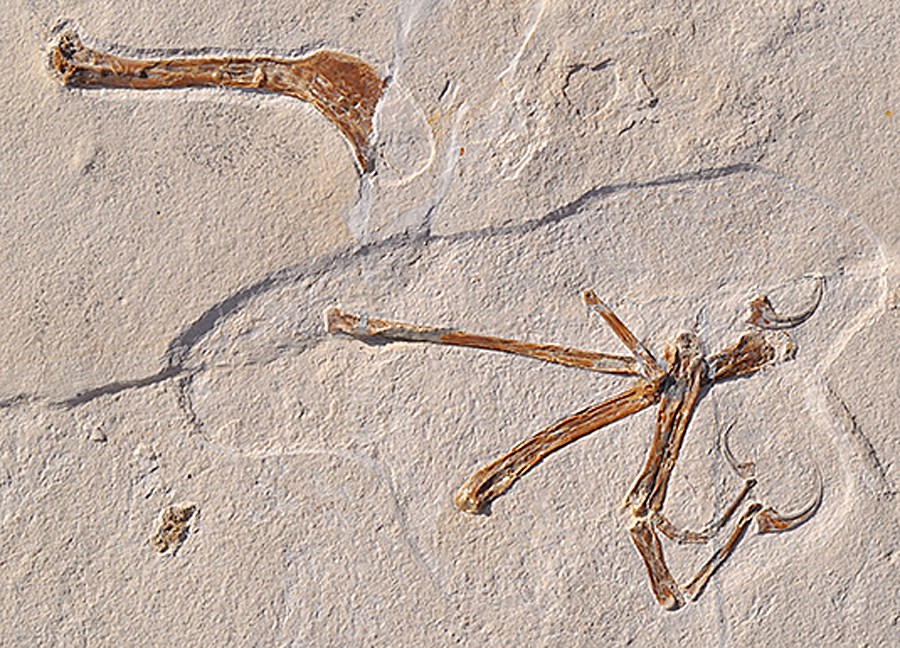 德國古生物學家發現一個新的飛行恐龍物種Alcmonavis poeschli,稱牠是「從侏羅紀發現最像鳥類的恐龍」。(圖取自盧特維格-麥西米連大學網頁www.en.uni-muenchen.de)
