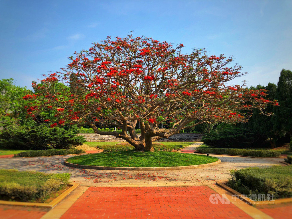 金門國家公園管理處行政中心前的刺桐花盛開,嫣紅豔麗。(金門國家公園管理處提供)中央社記者潘姿羽傳真 108年5月17日