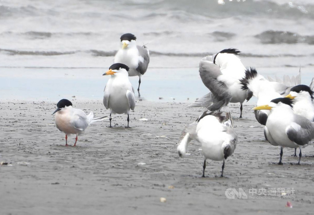 黑嘴端鳳頭燕鷗(左2)被列為全球最瀕危的100個物種之一,特點為喙部為黃色,但其先端三分之一為黑色、最尖端部分為白色。目前全球數量約剩百隻,近來有一隻悄悄現蹤高屏溪出海口,讓鳥友們驚喜不已。(拍鳥俱樂部陳惠敏提供)中央社記者王淑芬傳真 108年5月17日