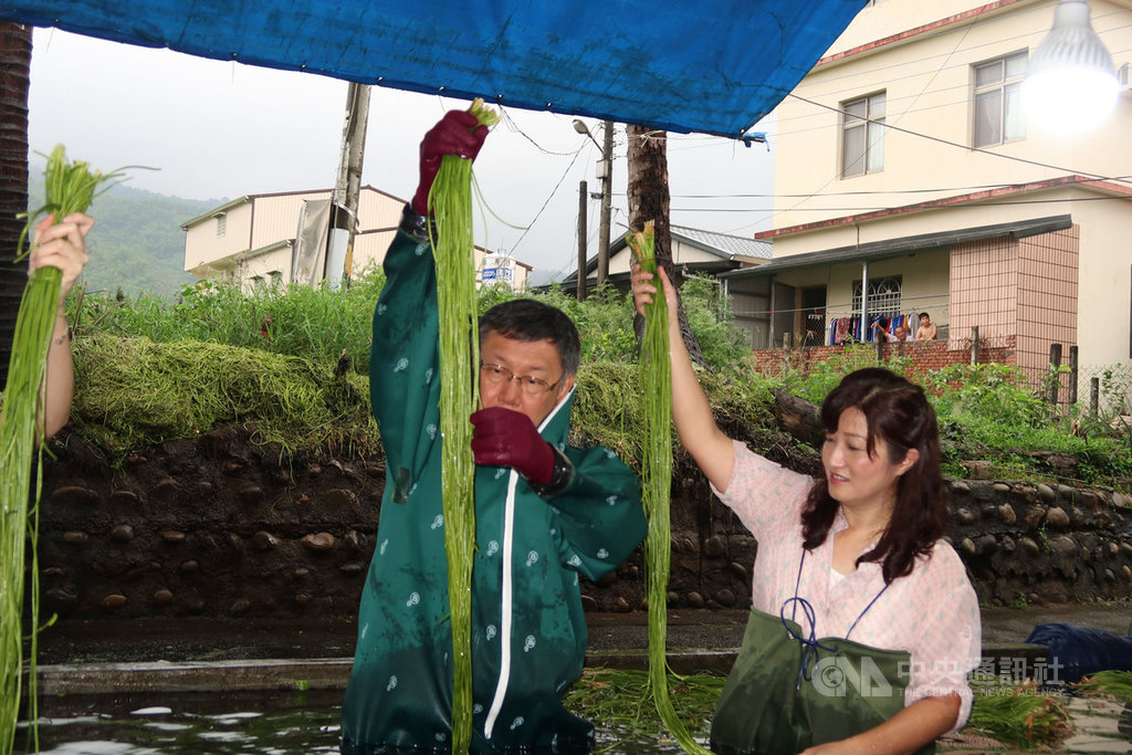 台北市長柯文哲(左)18日參訪美濃水蓮農家,學習水蓮清洗方式,被問到此行是否為大選暖身,他說是一趟休閒也是學習。中央社記者王淑芬攝 108年5月18日