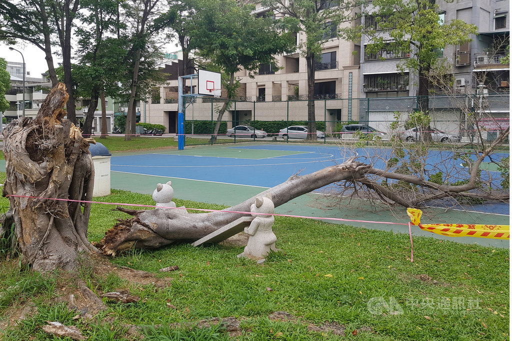 台南市北區振興公園籃球場旁的1棵榕樹18日上午不明原因突然折斷傾倒,2名高中學生當時正在一旁打球,閃避不及,遭樹幹砸中受傷,所幸並無生命危險。中央社記者楊思瑞攝 108年5月18日