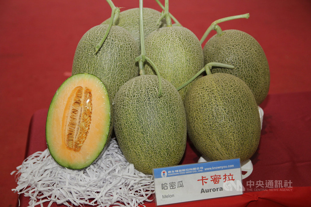 嘉義縣政府20日與農友種苗公司舉辦新品種優質瓜果發表會,共發表5種新品種洋香瓜,以及哈密瓜新品種「卡蜜拉」。中央社記者江俊亮攝 108年5月20日