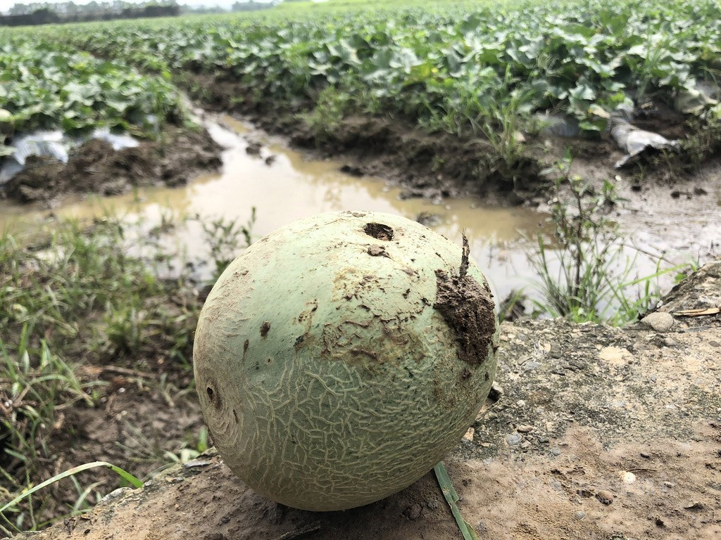17日豪雨造成農業災情,截至22日下午5時,農業產物估計損失新台幣5048萬元。圖為泡水的洋香瓜。(中央社檔案照片)