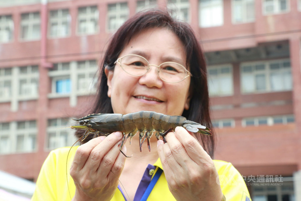 中山大學研究團隊運用AI智慧高科技養蝦,23日發表養殖成果,讓草蝦育成率提高到7成,且養成草蝦平均較傳統養殖法肥美。(中山大學提供)中央社記者陳朝福傳真 108年5月23日