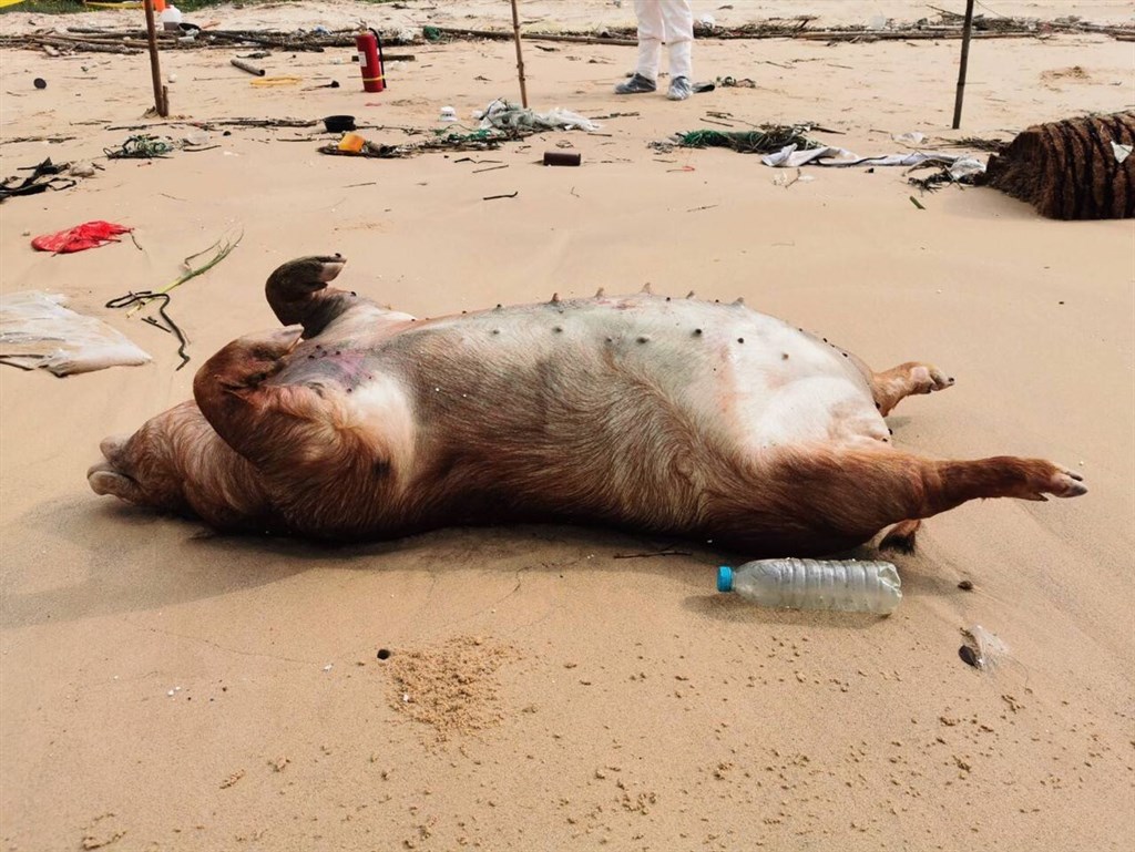 金門21日發現的海漂死豬檢出非洲豬瘟病毒,中央災害應變中心24日表示,金門豬肉品暫停輸出一週。(圖取自中央災害應變中心網頁emic.gov.tw)