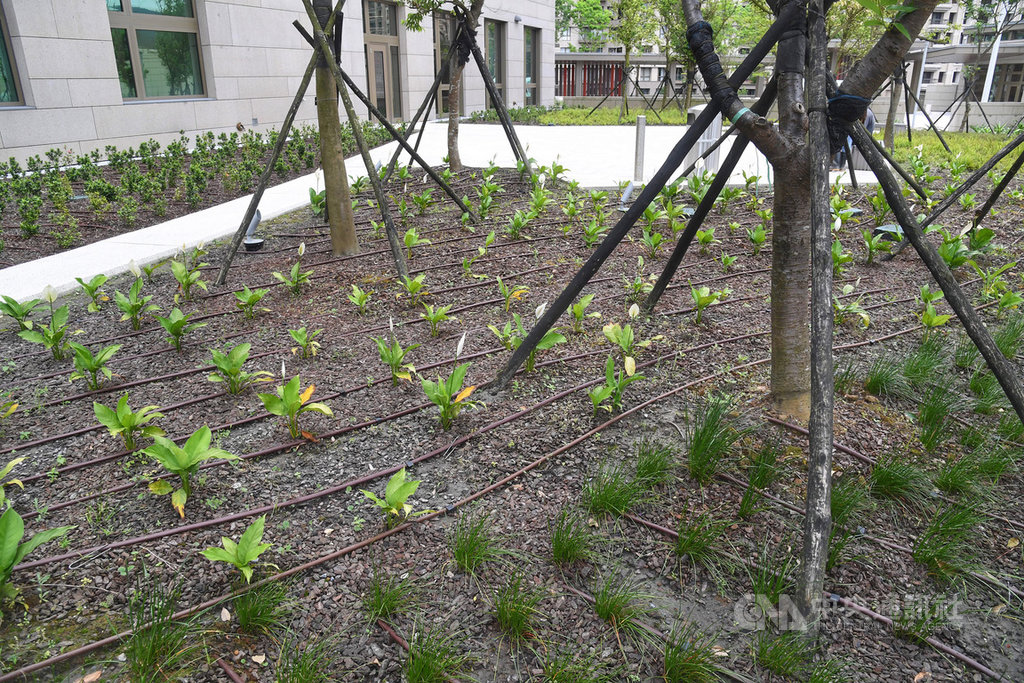 美國在台協會(AIT)內湖新館透過特別設置的植栽灌溉系統,將雨水回收再利用,環保又節能。中央社記者王飛華攝 108年5月24日