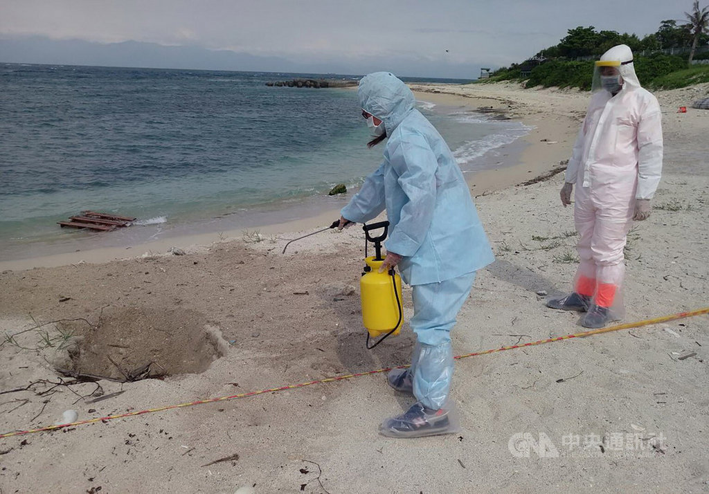 屏東縣動物防疫所表示,25日中午接獲海巡署南部分署第五岸巡隊小琉球安檢所通報,在琉球鄉中澳沙灘發現一隻豬屍,防疫所隨即派員前往採集檢體送驗,豬屍體就地焚毀掩埋,周邊環境也進行完善消毒。(屏東動物防疫所提供)中央社記者郭芷瑄傳真 108年5月25日
