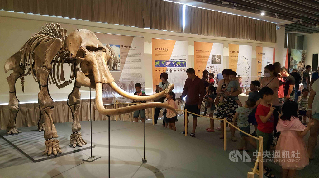 「史前巨獸-古生物特展」巡迴展25日起在澎湖生活博物館登場,展出台灣目前唯一的完整長毛象原件標本等,吸引大小朋友前往參觀,了解地球生態演化發展史。中央社 108年5月25日