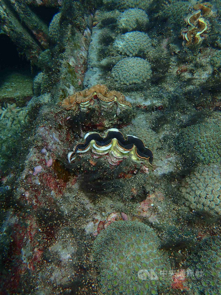 澎湖縣水產種苗繁殖場自105年執行海洋復育工程,在馬公鎖港杭灣海域培育珊瑚,3年來已看見成果。(澎湖水產種苗場提供)中央社 108年5月31日