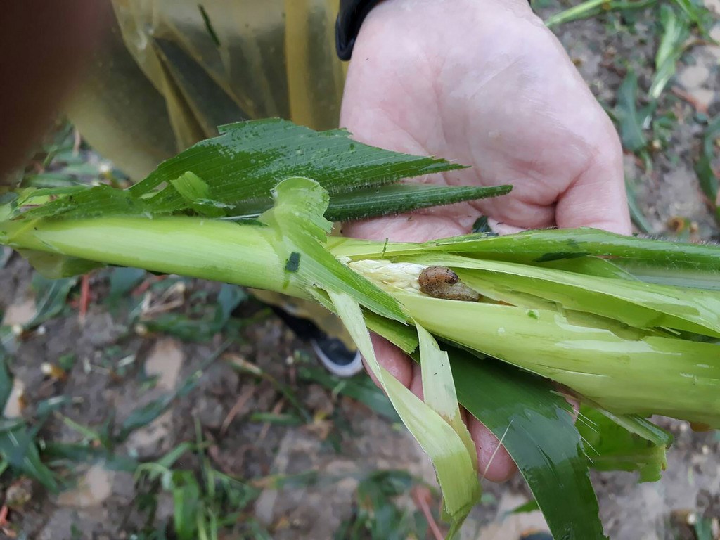 農委會防檢局10日證實,民眾通報苗栗飛牛牧場出現的可疑害蟲,就是肆虐中國大陸各地的農業害蟲「秋行軍蟲」,成為入侵台灣首例。苗縣府農業處下午也派員執行牧場內玉米田銷毀掩埋作業。(苗栗縣農業處提供)中央社記者管瑞平傳真 108年6月10日