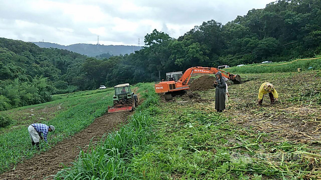 苗栗縣府農業處指出,8日有遊客在飛牛牧場餵食牛隻時發現葉上有可疑蟲體,進而揪出害蟲秋行軍蟲,農業處10日下午也派員執行牧場內玉米田銷毀掩埋作業。(苗栗縣農業處提供)中央社記者管瑞平傳真 108年6月10日