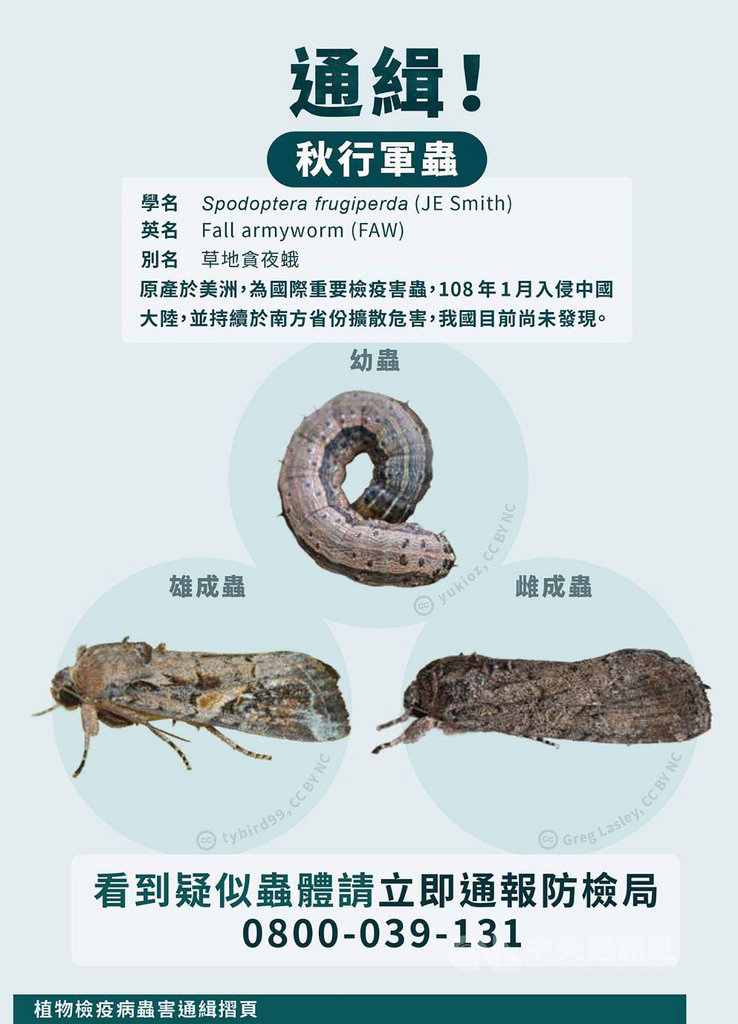 花蓮縣政府呼籲民眾如有發現可疑害蟲,應收集植物蟲害特徵照片及蟲體相片進行通報,於108年6月21日前經鑑定確為秋行軍蟲自然入侵危害屬實者,農委會將提供通報獎金新台幣1萬元。 (花蓮縣政府提供)中央社記者李先鳳傳真 108年6月13日