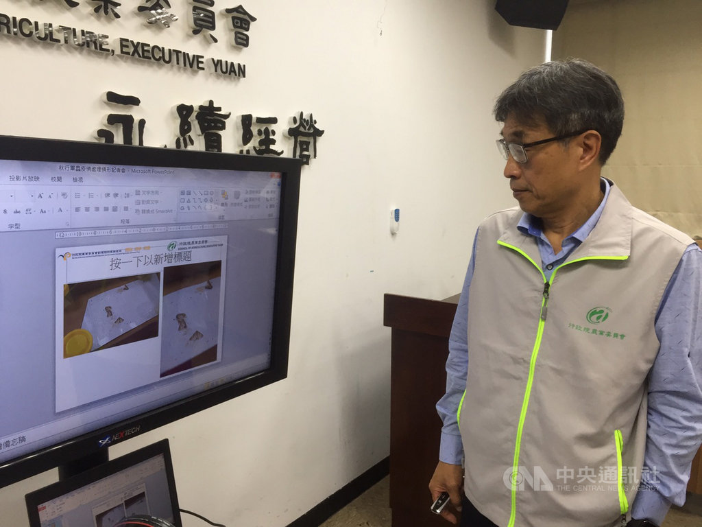 農委會秋行軍蟲災害應變緊急小組14日公布,13日晚間改採形態鑑定後新增34例幼蟲;另外確定馬祖福澳港誘集到4隻是成蟲,因未經繁殖,還是第一代。中央社記者楊淑閔攝 108年6月14日