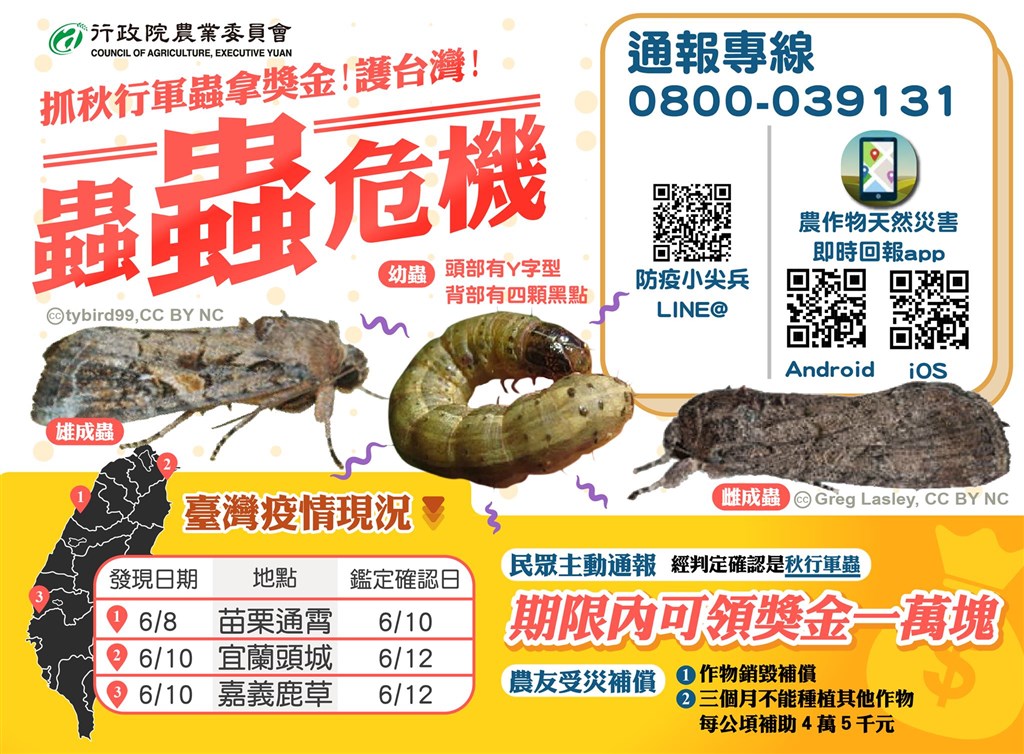農委會宣布,每筆通報經確認是秋行軍蟲後,將給予一萬元獎金,通報對象包含農委會防檢局與農委會各場試所及地方政府皆可。(圖取自行政院農業委員會臉書facebook.com/coataiwan)