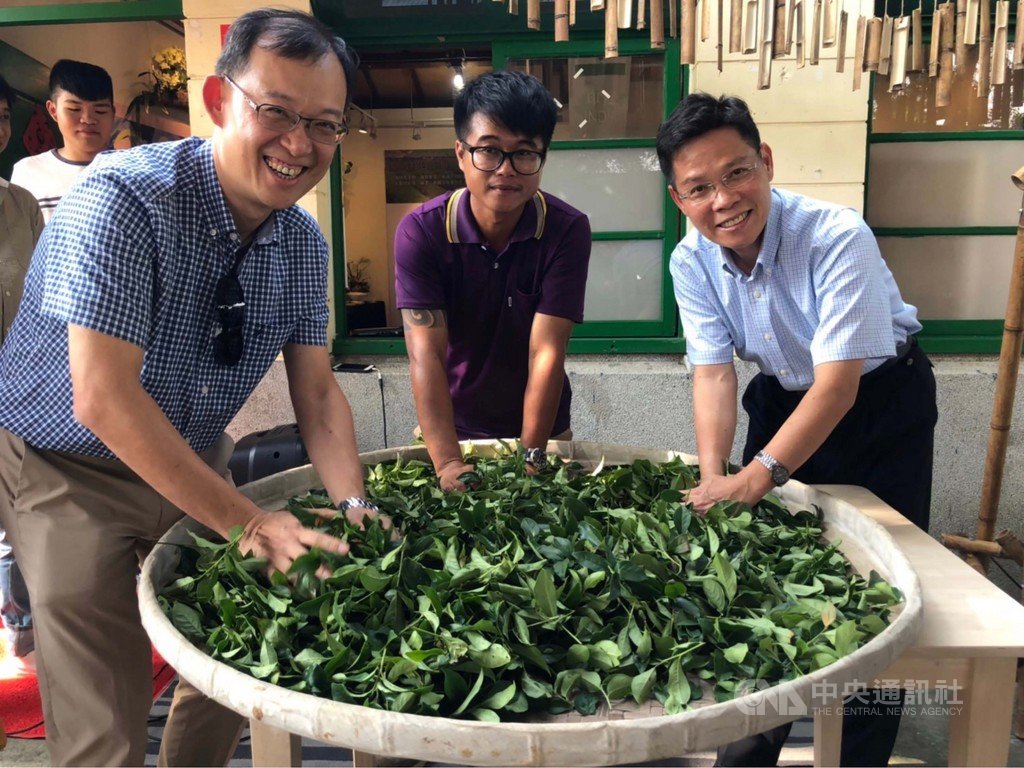 「用一杯茶看見南亞」特展即日起至7月28日在霧峰光復新村展出,介紹印度及斯里蘭卡等紅茶產地歷史與文化,台中市社會局長李允傑(右)等人體驗揉茶。(台中市政府提供)中央社記者郝雪卿傳真 108年6月16日