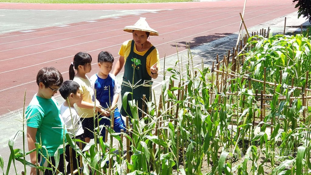 致力推動食農教育的「象農夫」團隊前往國小校園,帶學童到玉米田巡視,並介紹秋行軍蟲的特性、危害和辨識方法。(李孟發提供)中央社記者許秩維傳真 108年6月16日