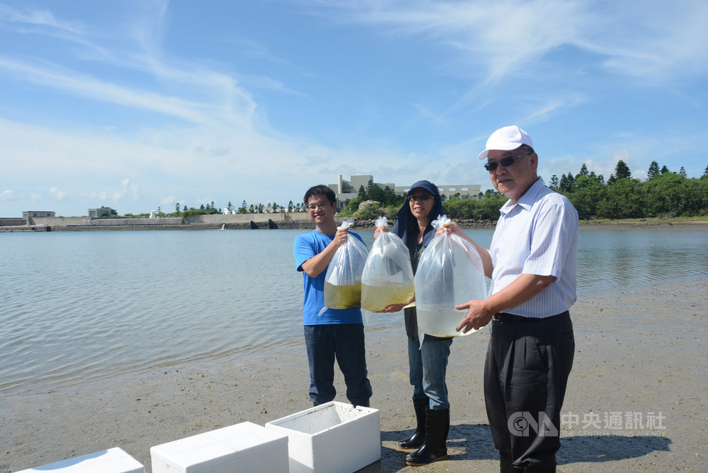 澎湖縣長賴峰偉(右)推動海洋活化政策,19日在馬公青灣海域放流1萬5000隻沙蟹苗,為日益枯竭的沿岸漁業,注入漁源,落實海洋資源永續。中央社 108年6月19日