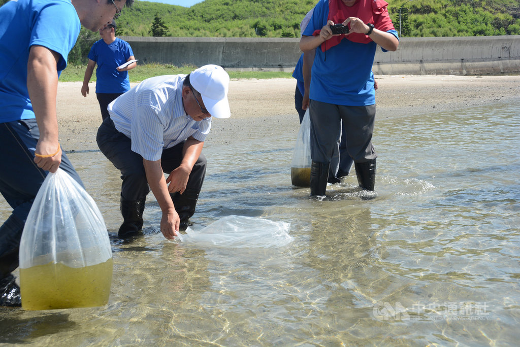 澎湖縣長賴峰偉推動海洋活化政策,19日在馬公青灣海域放流1萬5000隻沙蟹苗,並選在有天然海藻與海草床來放流,以增加存活率。中央社 108年6月19日