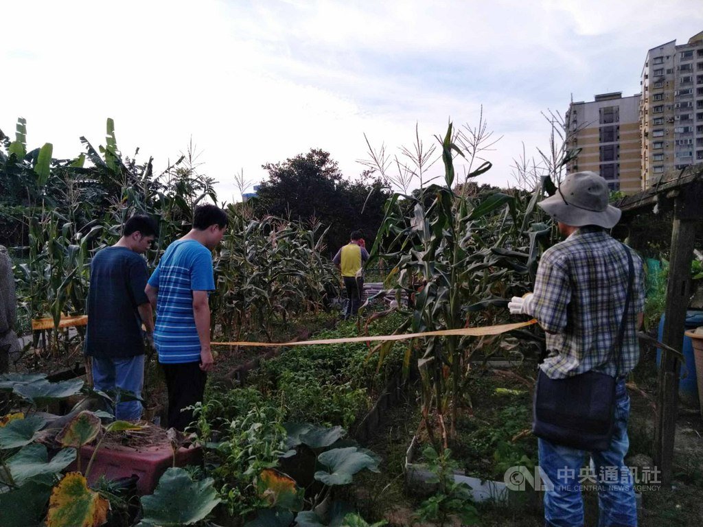 基隆市政府19日接獲第一起通報案例,中正區小型菜園的玉米株經確認為秋行軍蟲,面積約100平方公尺(60株),市府已提供藥劑執行噴藥作業,並呼籲民眾加強巡視農地及農作物。(基隆市府提供)中央社記者王朝鈺傳真 108年6月20日