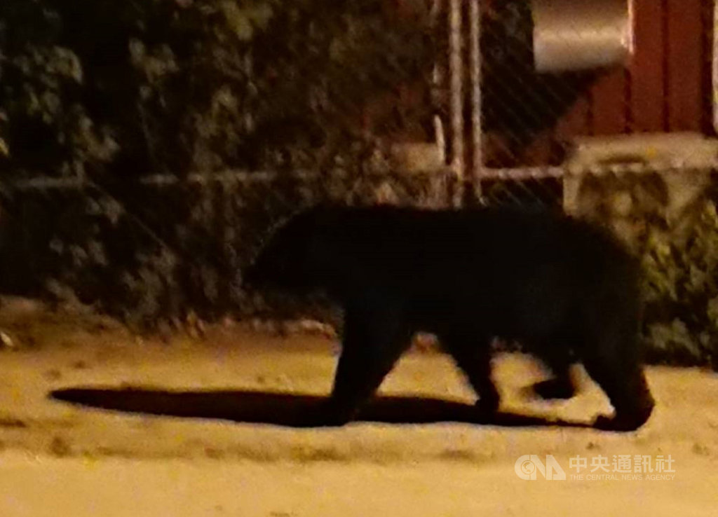一隻體型壯大的台灣黑熊21日凌晨闖入南橫山區霧鹿國小校園,讓當時在外抽菸的替代役男嚇得不敢動,他隨後拍下黑熊身影。(李本善提供)中央社記者盧太城台東傳真 108年6月21日