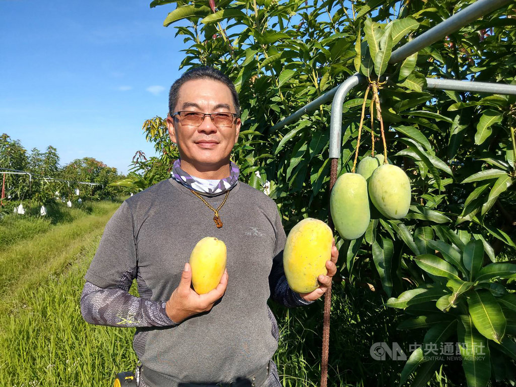 屏東農民友善耕種夏雪芒果電商找上門合作 生活 中央社cna